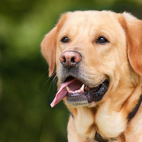  un chiot soin pharmacie de la Liberté