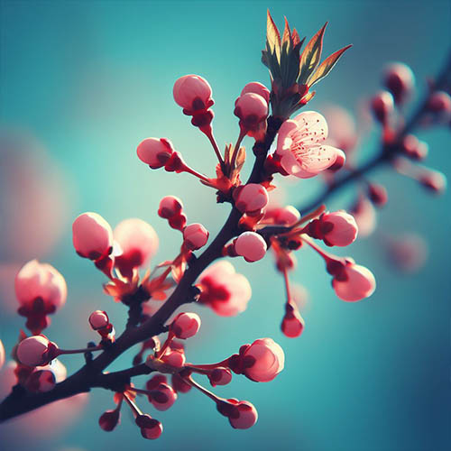 Gemmothérapie herboristerie Vigneux su Seine